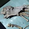 Gruseliger Fund: In einem Haus im Domviertel wurden bei Sanierungsarbeiten diese Reste einer mumifizierten Katze gefunden.