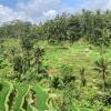 Blick auf die berühmten Reisfelder auf der indonesischen Urlaubsinsel Bali.