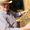 Beim Tag der offenen Tür in Holzheim gibt es einiges über Bienen zu erfahren.