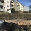 Glatt abgesägt wurden dieser und rund 40 weitere Bäume in einer Wohnanlage in Bobingen. Der Bund Naturschutz fordert nun eine Baumschutzverordnung.