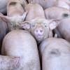Die Corona-Krise ist auch eine Schweine-Krise. Die Erzeugerpreise sind binnen elf Monate extrem gefallen, die Landwirte finden keine Abnehmer. Die Schweine wachsen immer weiter, in den schon vorher vollen Ställen wird es zunehmend enger.