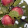 Ziemlich rar fällt die Obst-Ernte in diesem Jahr aus. 