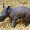 Kibo, das erste Nashornbaby im Zoo Augsburg.