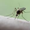 Mückenplage Mückenstich Malaria-Mücken Mücken im Anflug Insekten