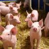 Nach dem ersten Auftreten der afrikanischen Schweinepest in Deutschland ist es das Wichtigste, die Seuche von den Ställen fernzuhalten.  	