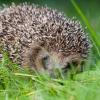 In Bayern steht der Igel erstmals auf der Vorwarnliste gefährdeter Säugetiere. Er leidet hauptsächlich am Rückgang von Insekten, seiner natürlichen Nahrungsquelle. 