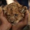 Immer wieder geraten Zoos in die Kritik, weil sie gesunde Tiere töten lassen. In Schweden starben nun neun junge Löwen. 