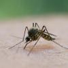 Der Klimawandel ermöglicht das Vordringen tropischer Mücken nach Norden - auch nach Deutschland. Damit steigt die Gefahr durch Krankheitserreger. 