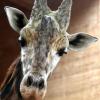 Er war eine Tierpersönlichkeit im Augsburger Zoo: Giraffenbulle Marvin ist gestorben.