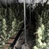 Auf diesem von der Polizei zur Verfügung gestellten Bild ist eine Cannabis-Plantage zu sehen.
