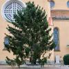 Über den Weihnachtsbaum vor der Herz-Jesu-Kirche in Pfersee wird gespottet.