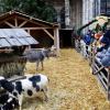 Die Schafe fressen, Eselstute Fiona ist auf dem Rückweg zu ihrem Stall – und hinter den Zäunen bestaunen Kinder und Erwachsene die Tiere in der Lebendigen Krippe auf dem Ulmer Weihnachtsmarkt.