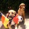 Auch Anton und Floh, die Hunde der Familie Würth aus Krumbach, sind im WM-Fieber. Bei jedem Spiel der Deutschen drücken sie ganz fest die Pfoten, so die Hundefreunde Anton und Floh.
