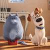 Was im geheimen Leben der Haustiere wirklich so alles geschieht, zeigt der Film "Pets".