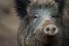 Derzeit sind in den Wäldern weniger Wildschweine zu sehen. 