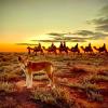 Kamele wurden seit den 1840er Jahren als Lastentiere nach Australien gebracht. Inzwischen gelten sie mancherorts als Plage.