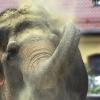 Die Elefantenanlage im Zoo muss dringend modernisiert werden. Sie entspricht nicht mehr den Haltungsanforderungen.