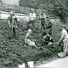 Der Jedesheimer Obst- und Gartenbauverein zeigte sich immer aktive, wenn es um die Verschönerung des Dorfes ging. 1991 pflanzten der Verein 1000 Osterglockenzwiebeln am Kirchberg an.  Berger. 