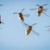Nicht nur im Landkreis Günzburg gibt es in diesem Jahr mehr Wespen als sonst. Zwei Experten erklären, was es damit auf sich hat.
