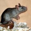 Eine Ratte nimmt ihre Umgebung in Augenschein. Foto: Zoologische Staatssammlung dpa