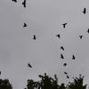 Am Himmel über dem Meypark in Bäumenheim kreisen krächzend die Saatkrähen. In den Kronen der Bäume haben sich Hunderte der Vögel niedergelassen – und nerven die Anwohner. 