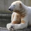 Eisbär Knut döst im Januar 2011 in der Wintersonne. Wenige Wochen fällt er tot in ein Wasserbecken. Erst 2015 finden Forscher heraus: Knut litt an einer Autoimmunkrankheit.