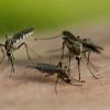 Werden die Stechmücken heuer wieder am Ammersee zur Plage oder bleibt eine Massenvermehrung aus?