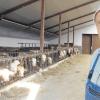 Landwirt Robert Lenz kümmert sich mit seiner Frau Anneliese im Petersdorfer Ortsteil Willprechtszell um 40 Kühe und mehrere Kälber. 