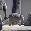 Der fast fünf Monate alte Asiatische Elefantenbulle Otto im Tierpark Hellabrunn.