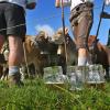 In der Alpenregion wird in den kommenden Wochen wieder das Vieh von den Almwiesen in die Ställe gebracht. Doch einige Gemeinden verzichten diesmal auf große Feste.
