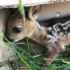 Die Tierretter setzen die Rehkitze in Kisten. Wenn der Landwirt gemäht hat, werden die Tiere wieder freigelassen. 