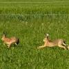 Im Landkreis Straubing-Bogen und dem Unterallgäu wurde Hasenpest festgestellt.