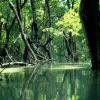 Mangrovenwälder schwinden schneller als gedacht