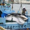 Ein Wal wird im Hafen der japanischen Großstadt Kushiro abgeladen. Mehr als 200 Tiere sollen dieses Jahr noch folgen.
