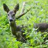 Das Wild wird in den bayerischen Wäldern immer weniger.