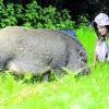 Prinzessin ist von ihrer Entdeckungstour zurückgekehrt. Die sechsjährige Mia hatte große Angst um ihr Hängebauchschwein. Foto: Bernhard Weizenegger