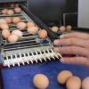 Auf den Schalen der Freiland-Eier wurden Campylobacter-Bakterien entdeckt. Axvitalis in Regensburg hat daher einen Rückruf für rund 100.000 betroffene Eier gestartet. 
