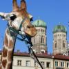 Giraffen-Nachwuchs in München. Symbolfoto