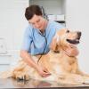 Auf zum Tierarzt: Gegen Parvovirose, Leptospirose, Staupe und Tollwut sollten Hunde jederzeit geschützt sein.