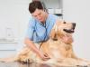 Die Tierkrankenversicherung SantéVet rät, je nach Gesundheitszustand des Hundes, jährlich mit 200 bis 700 Euro Tierarztkosten zu rechnen. 