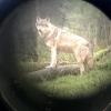 Ein Wolf im Wildpark Eekholt - fotografiert durch ein Zielfernrohr.