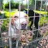 Zweibeinige Besucher werden die Bewohner des Tierheims in Beckstetten vorerst nicht zu Gesicht bekommen. 