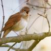 Eine Nachtigall singt besonders schön – doch nicht nur ihr Konzert wurde jetzt von Vogelfreunden aufgenommen. Es kamen Aufnahmen von ganz verschiedenen gefiederten Sängern zusammen.