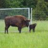 Bei den Wisenten auf dem Härtsfeld hat es zum ersten Mal Nachwuchs gegeben: Kuh Branita hat ein Kälbchen zur Welt gebracht.                                                                    