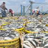 Bei der WTO-Konferenz konnte sich nicht auf neue Fischerei-Regeln geeinigt werden.