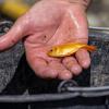 Ein kleiner Goldfisch liegt in einer Hand über einem Eimer.