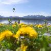 Ausflügler genießen hinter einer Blumenwiese die sommerlichen Temperaturen am Ufer des Hopfensees.