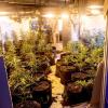 Zahlreiche Cannabispflanzen stehen in einem ehemaligen Kühlhaus.