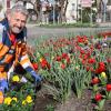 Rundbeete an den Kreisverkehren in Bad Wörishofen Andreas Honner pflanzt pflanzt Stiefmütterchen 
