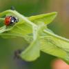 Im Garten kann man getrost auf Pestizide verzichten, denn der Marienkäfer übernimmt die Rolle als natürlicher Schädlingsbekämpfer.